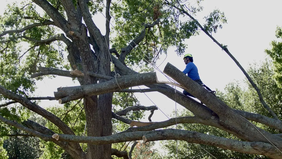Professional Crown Thinning performed by certified arborists in Westborough